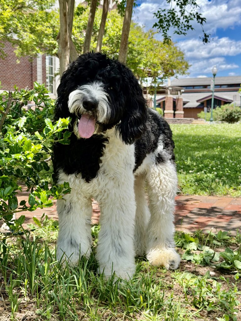 Black and white dog sitting outside in Germantown